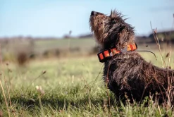 Alpha LTE, koiranpaikannin - Gps-Laitteet - Alpha LTE, koiranpaikannin